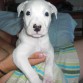 Rocco con 2 mesecitos pa comerseloo!